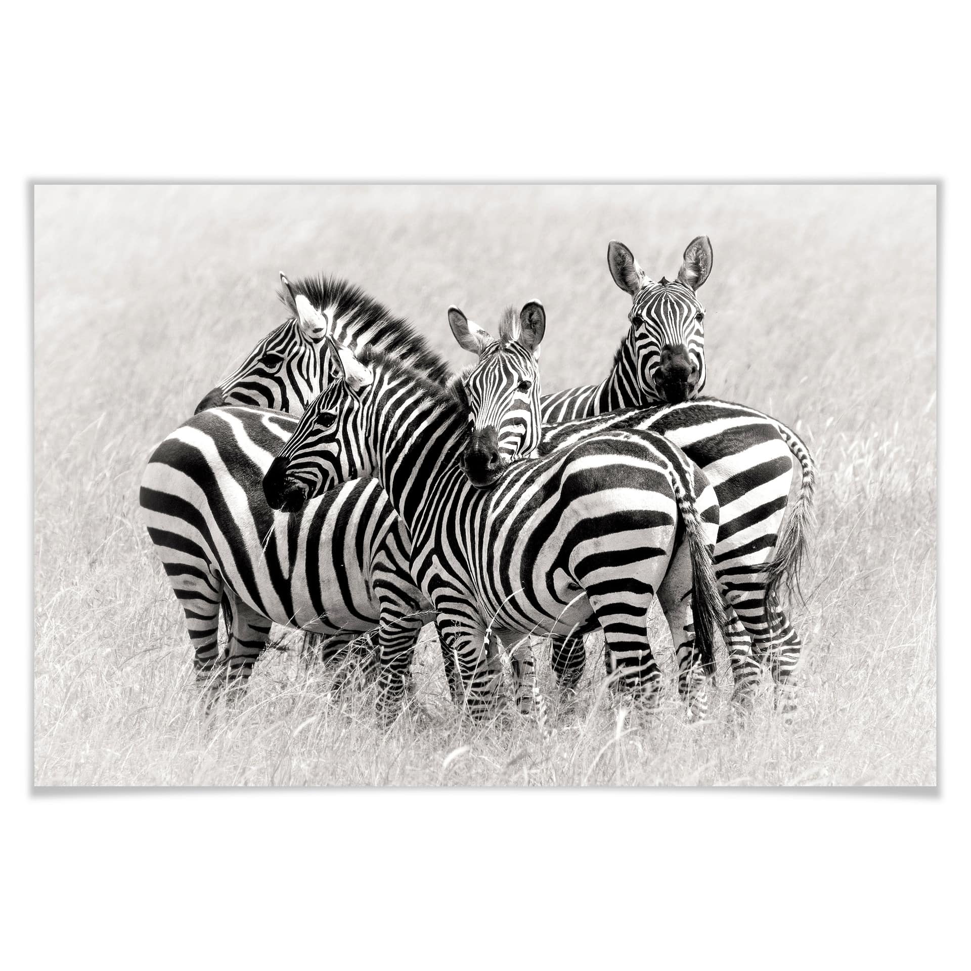 Poster - Trubitsyn - Zèbres dans la savane