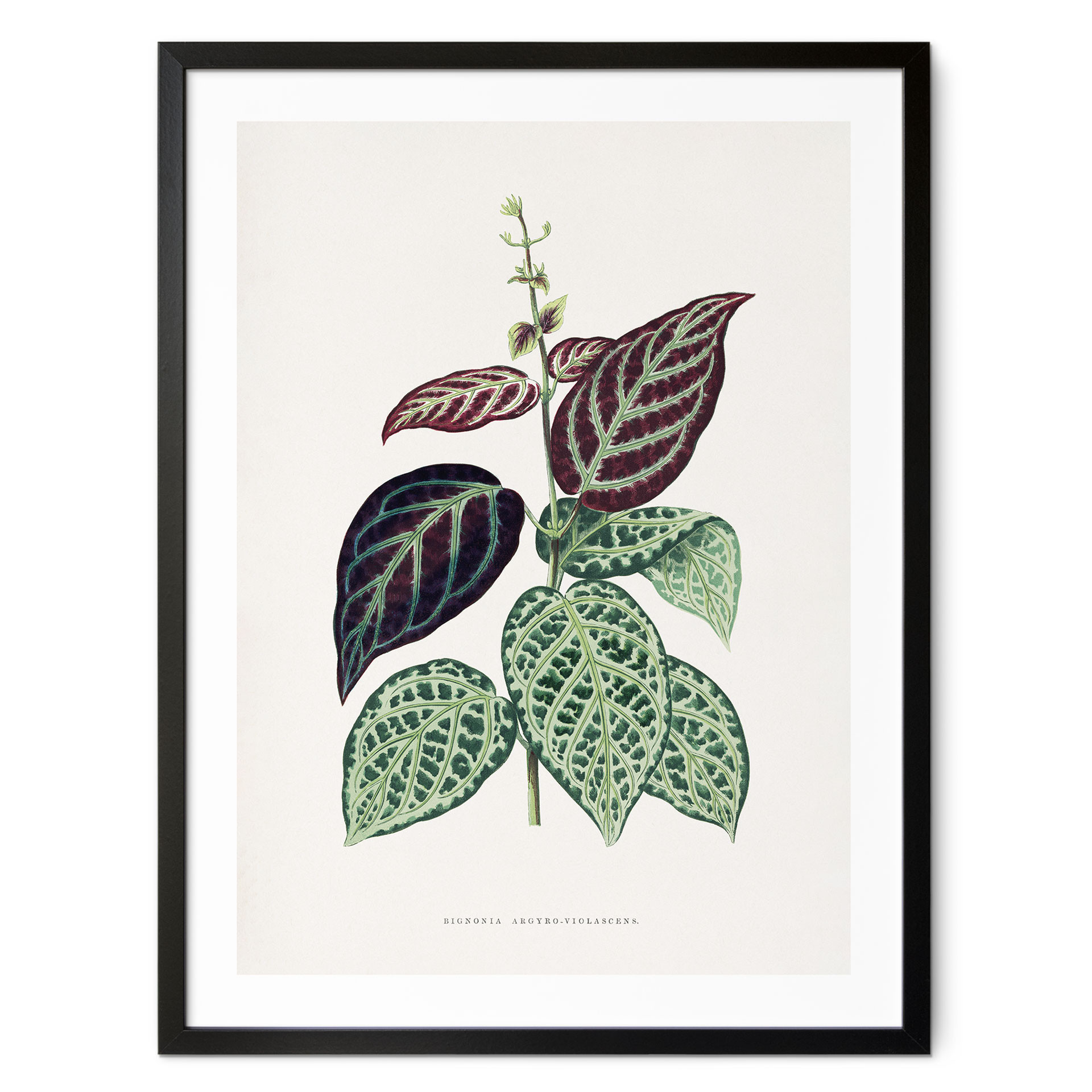 Ilustracja liścia plakatu - Bignonia Argyro Violascea