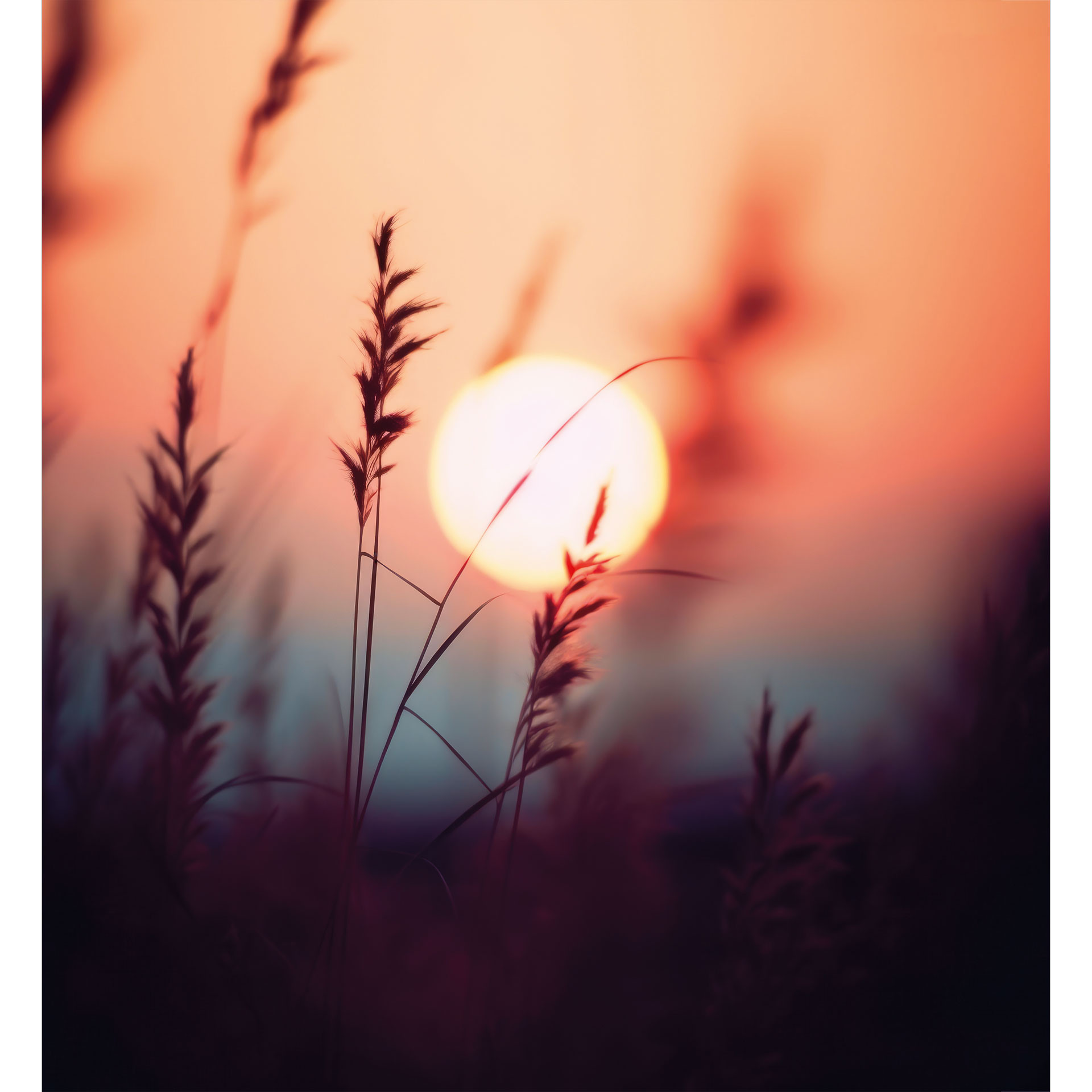 Natuur Fotobehang grassen in het licht van de stralende zon - Treechild