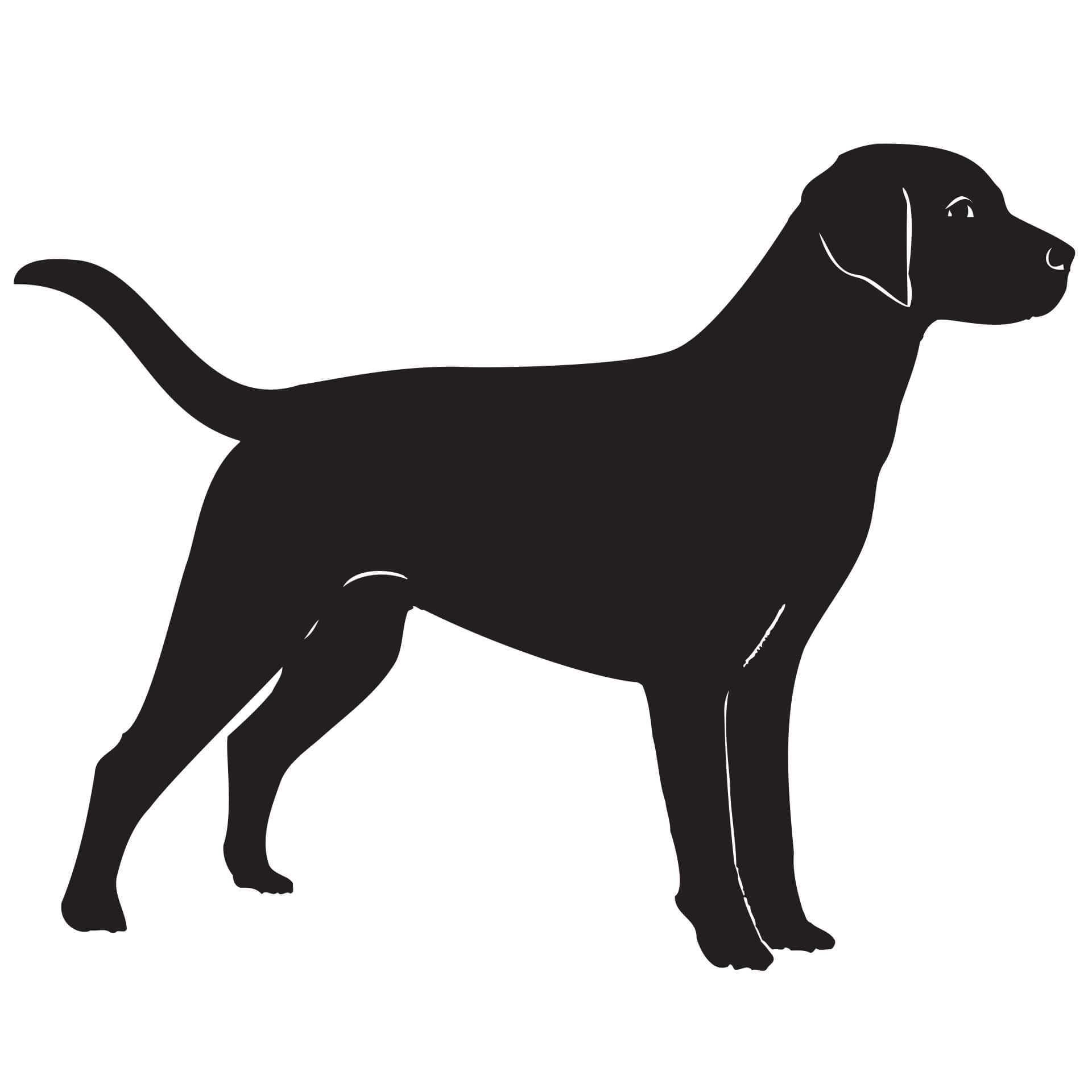 Wallsticker Labrador