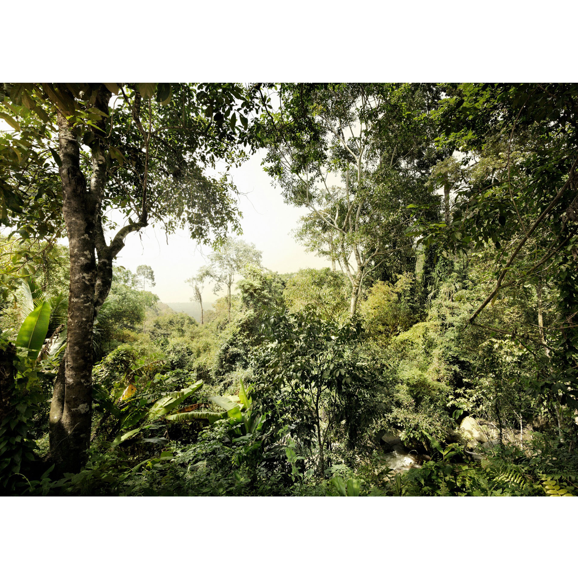 Fotobehang Vliesbehang Jungle
