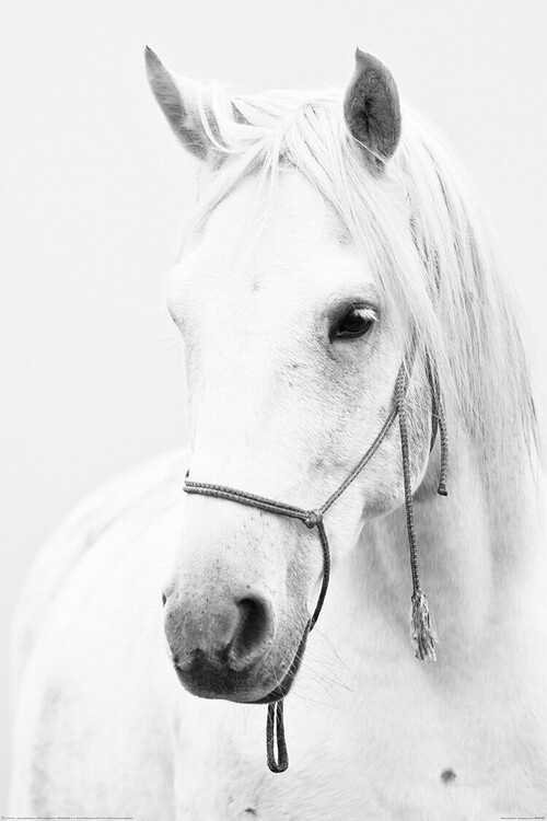 Plakat Hest - Hvid hest, plakat (80 x 120 cm)