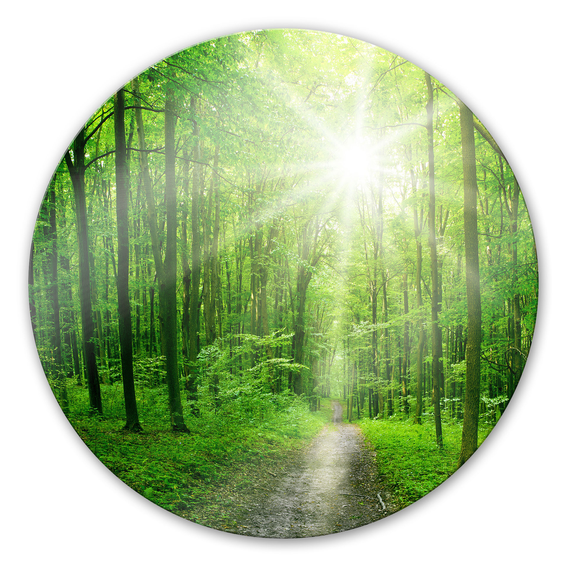 Glasbild Sunny forest - rund