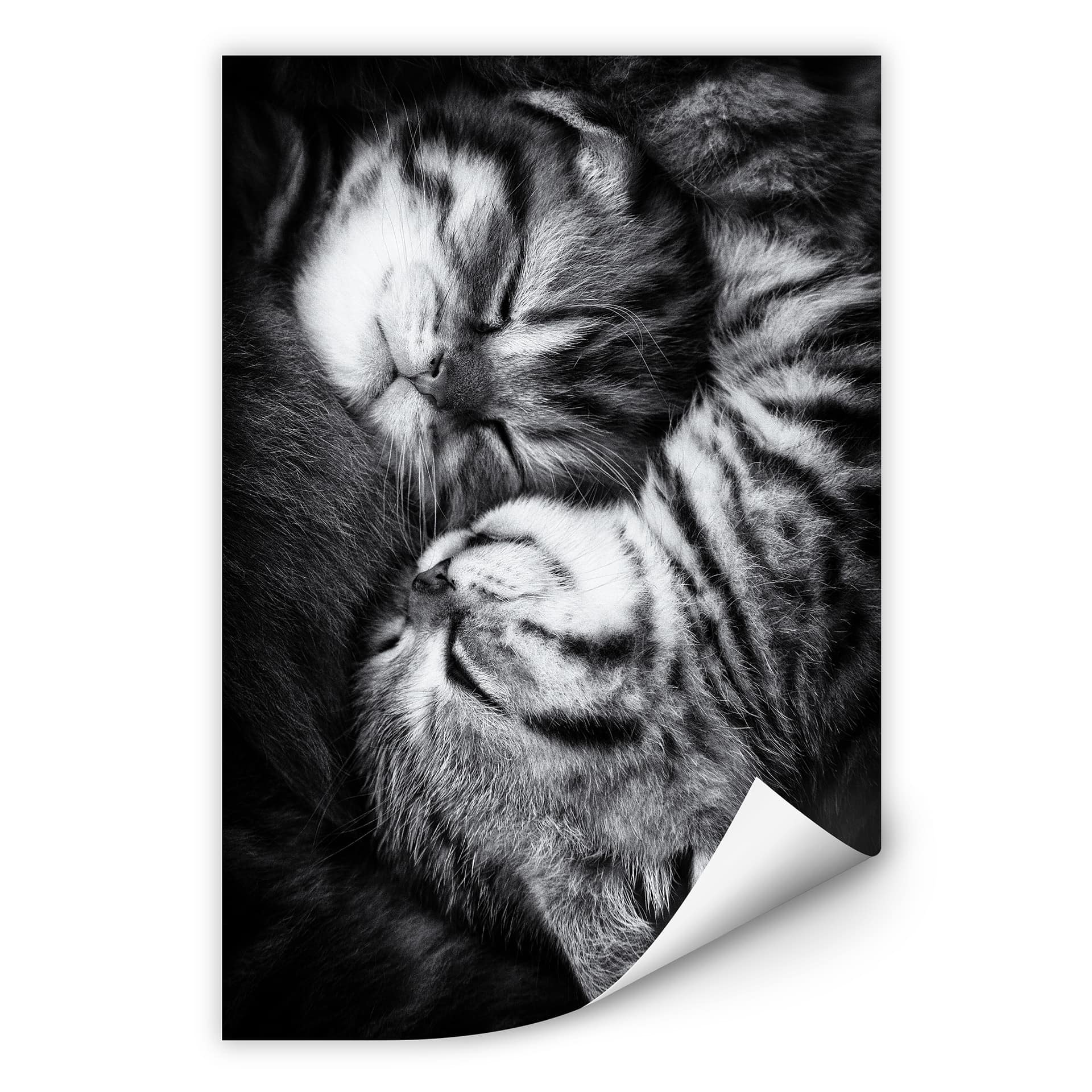 Wallprint Jancova - Sweet Kitten