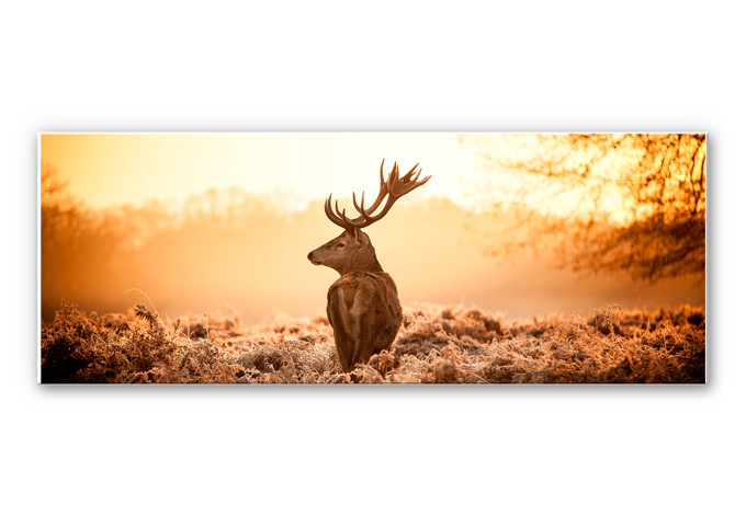 Wandbild Majestätischer Hirsch - Panorama