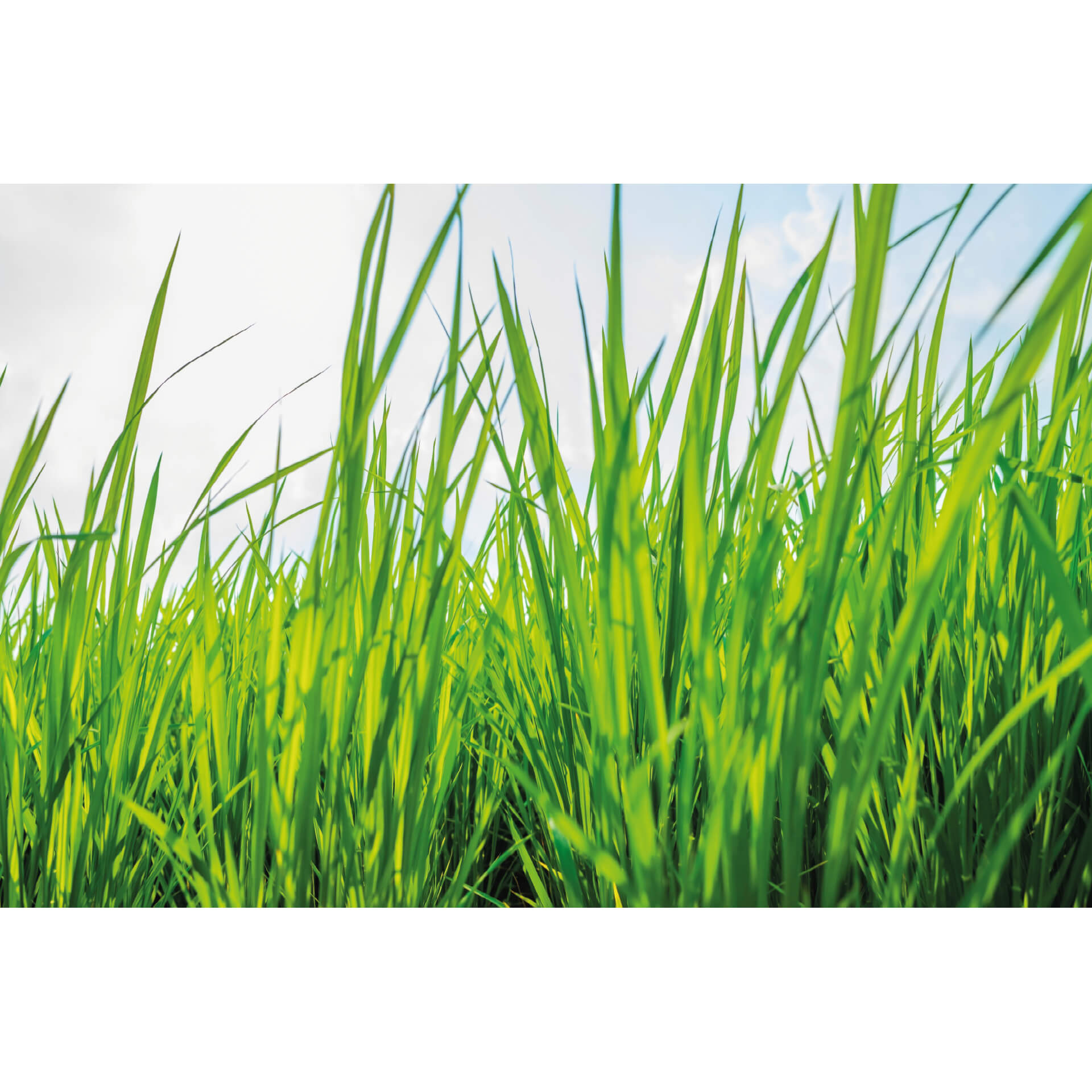 Fotobehang Groen gras