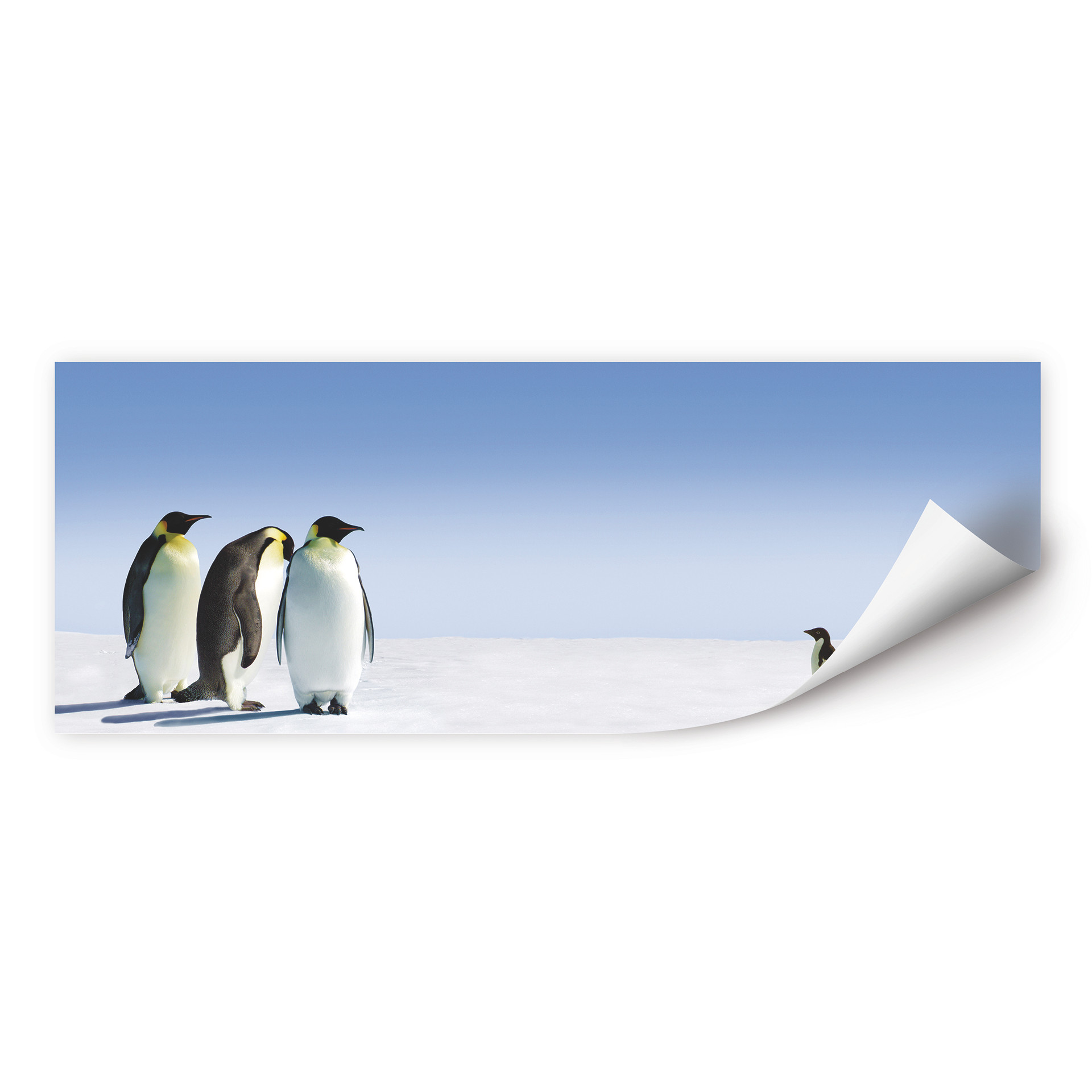 Wallprint W - Penguin - Panorama