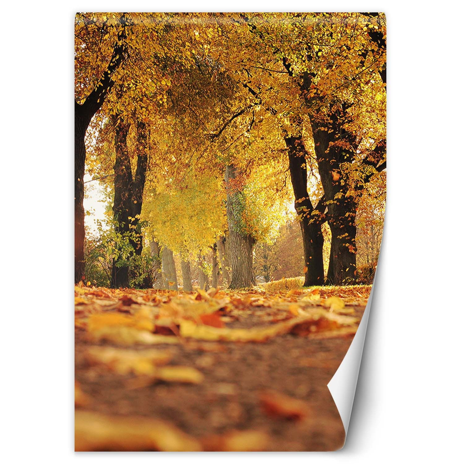 Fototapete, Goldener Polnischer Herbst