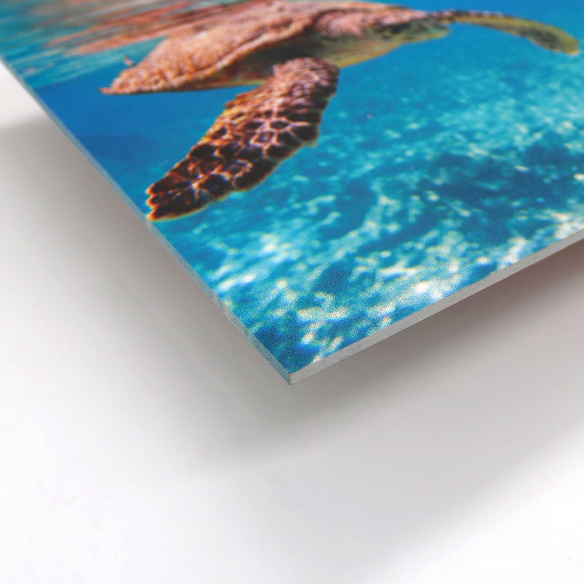 Tableau Forex - Tortue en voyage