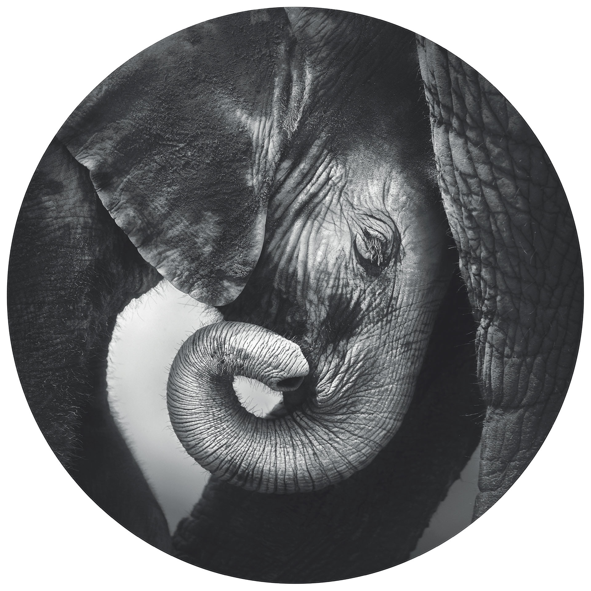 Behangcirkel Jonge Olifant - vliesbehang/zelfklevend vliesbehang