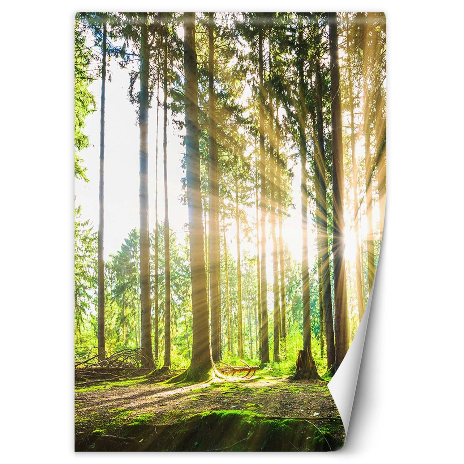 Fototapete, Wald Sonne Natur Baume