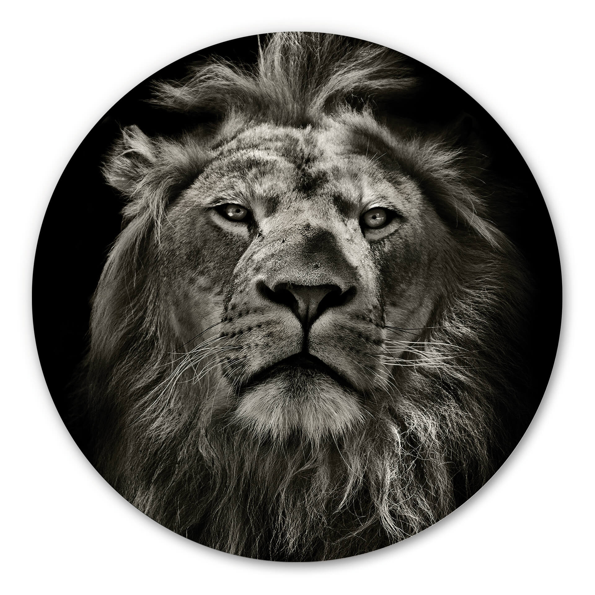 Tableau en Alu-Dibond Lion - Rond
