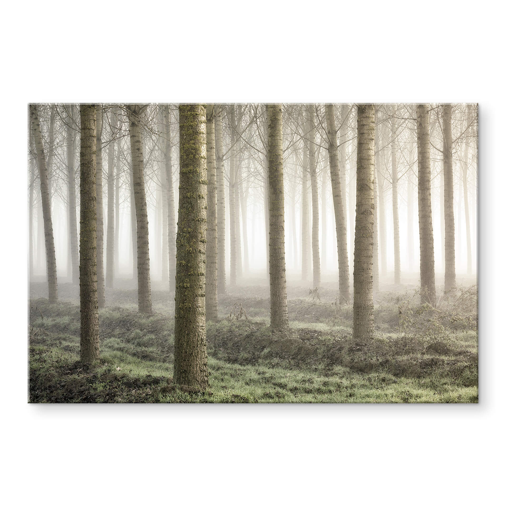 Acrylglasbild Carozzi - Märchenhafter Wald im Morgennebel
