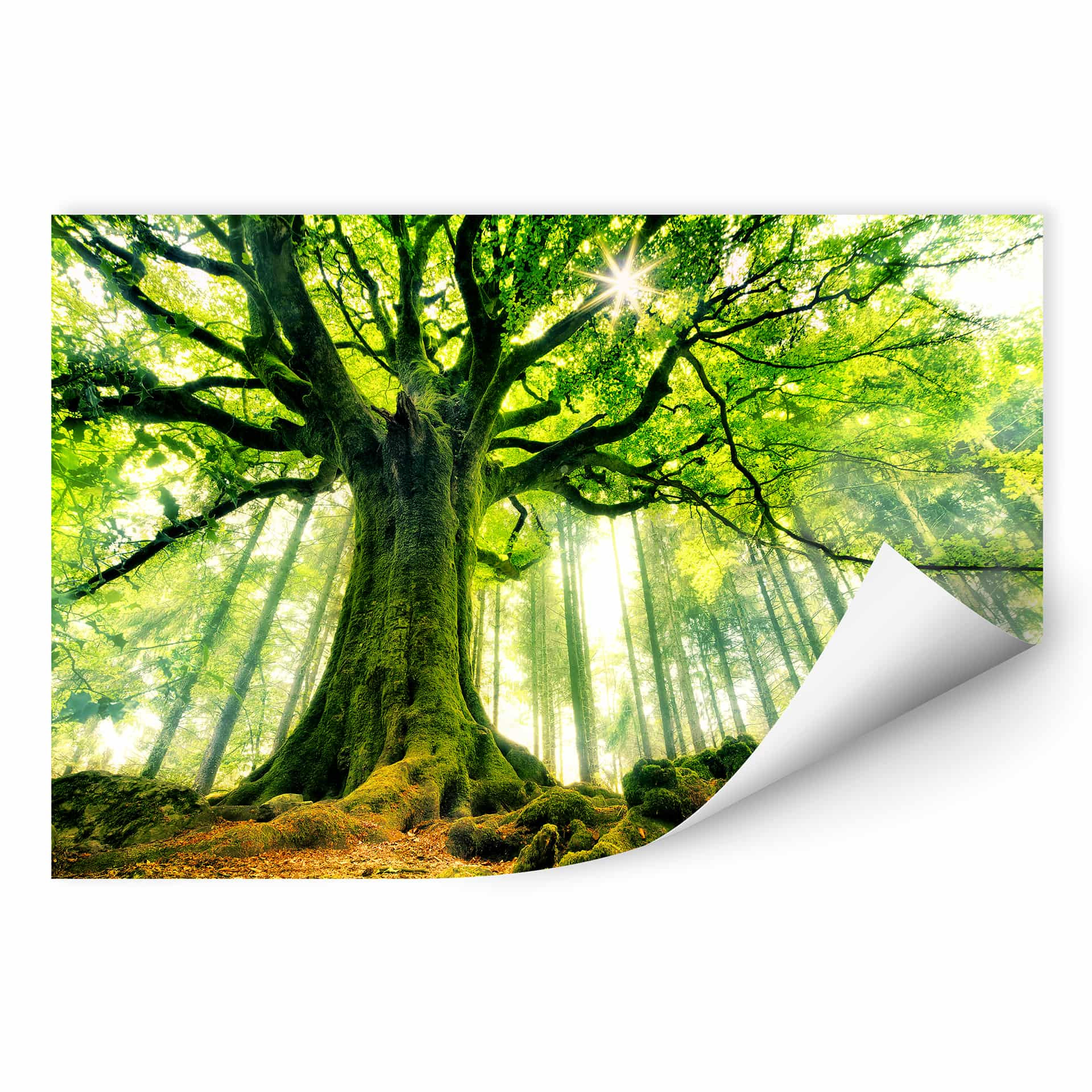 Zelfklevende Poster Kiciak - Fairytale Forest