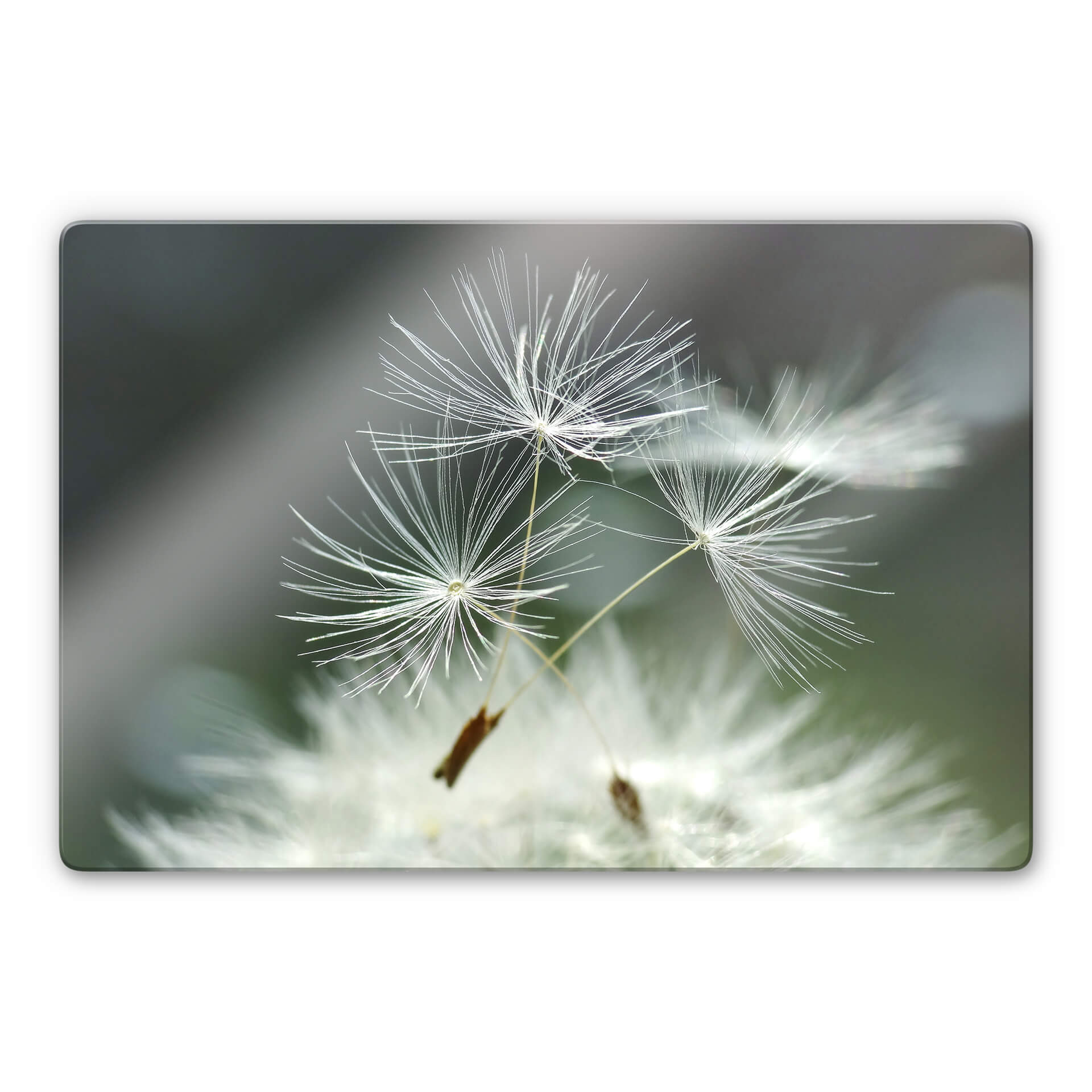 Glasschilderij Delagado - Dandelions