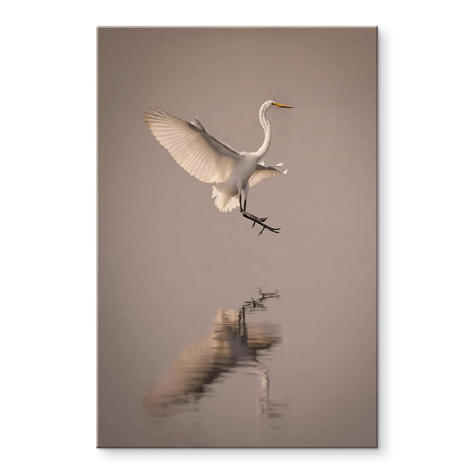 Acrylglasbild Lai - Vogel-Landung auf dem Wasser