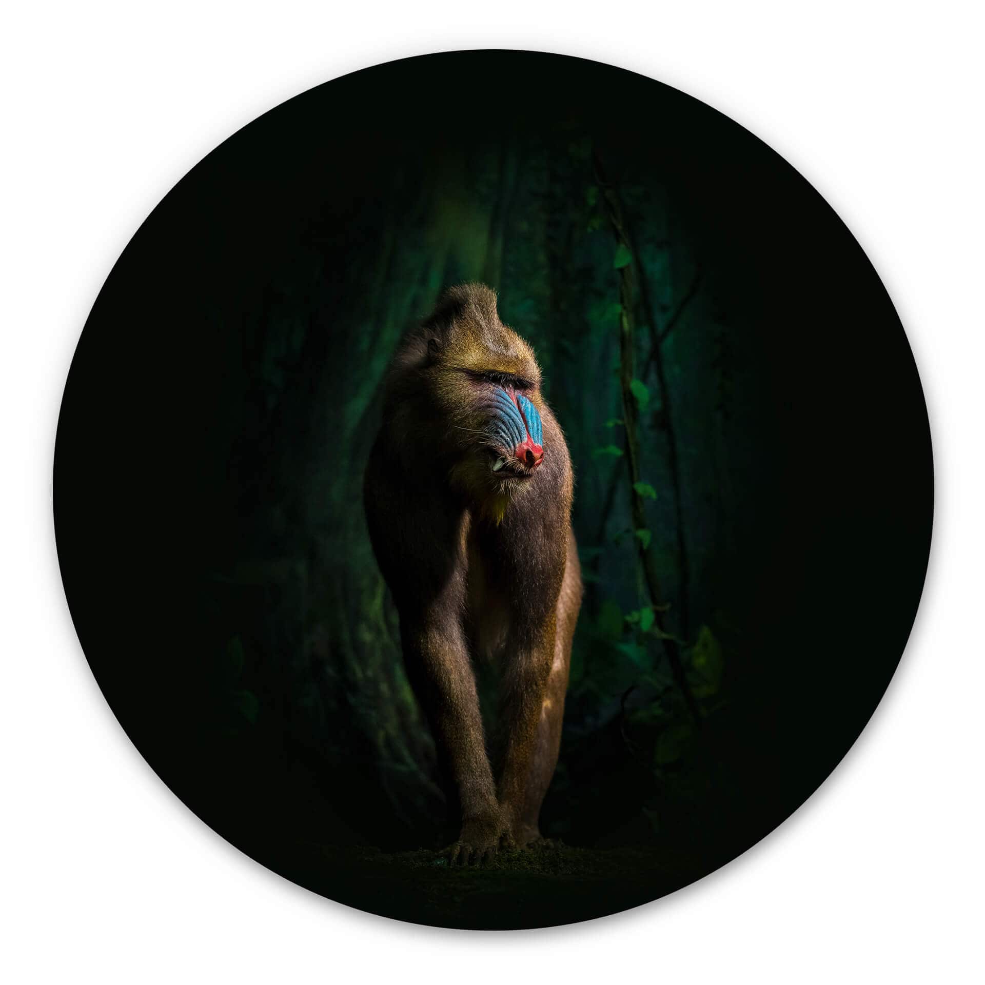 Tableau sur alu-Dibond Yunta - Dans la jungle - Rond