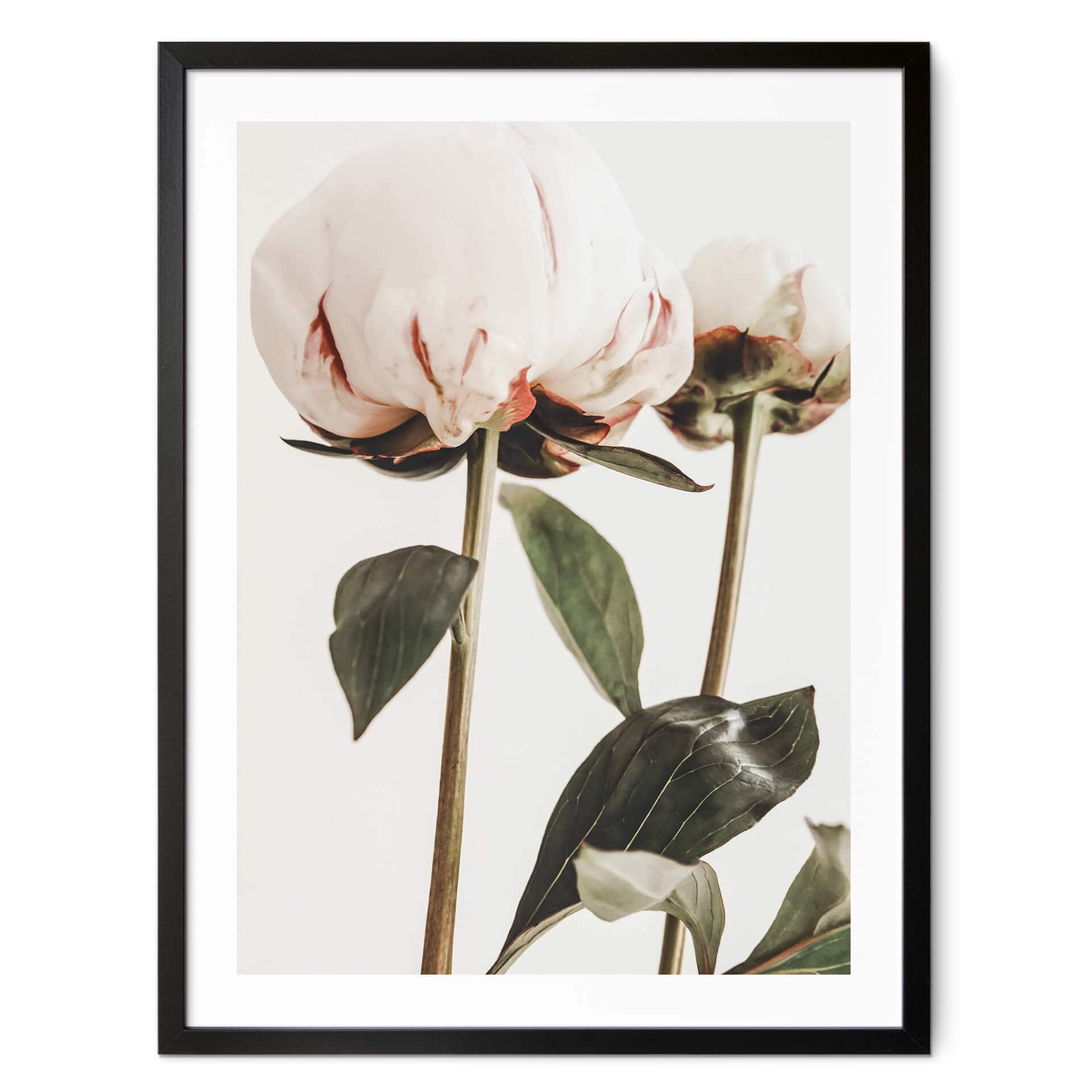 Plakat 1X Studio - Piwonie