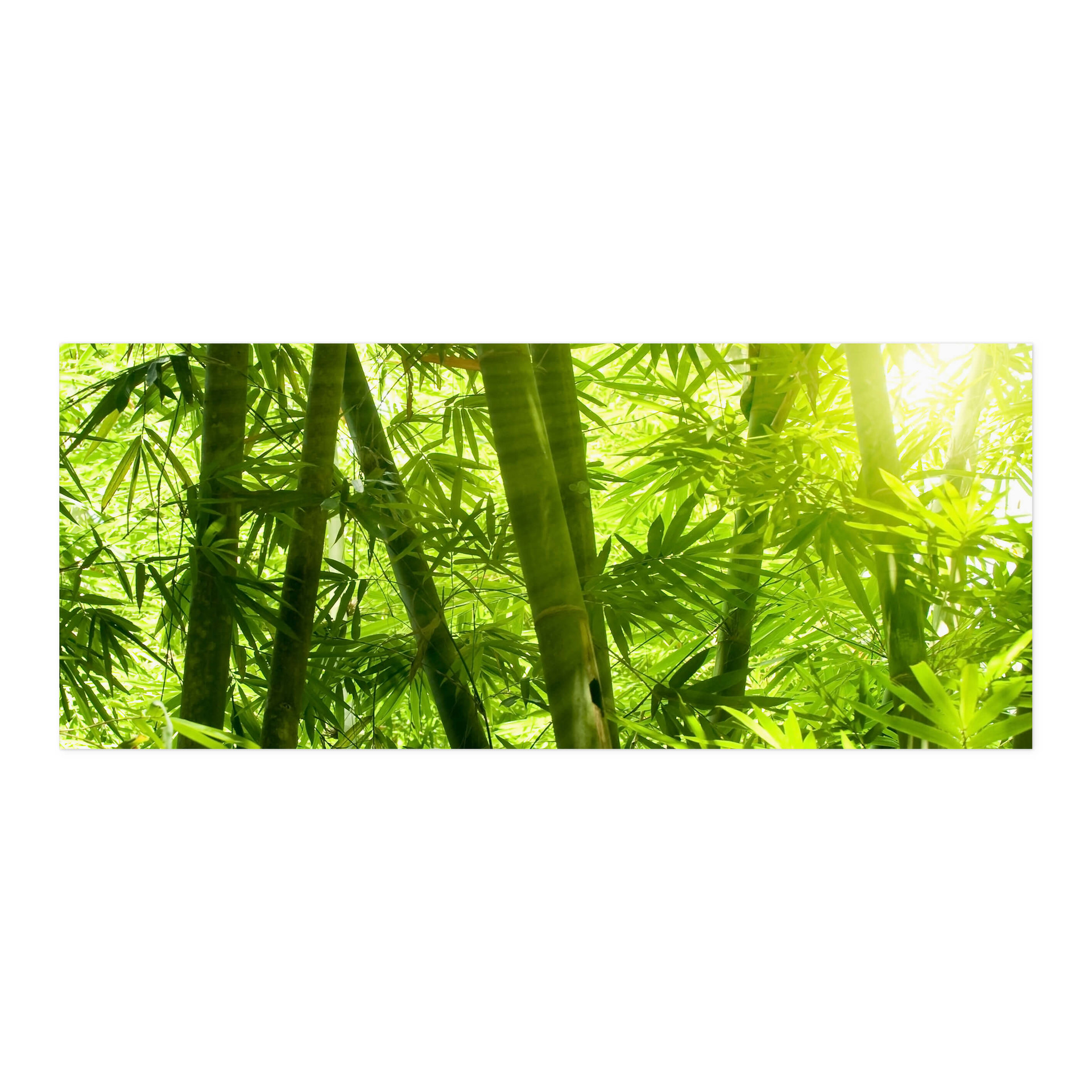 Revêtement pour cuisine autocollant Rayon de soleil dans la forêt de bambous