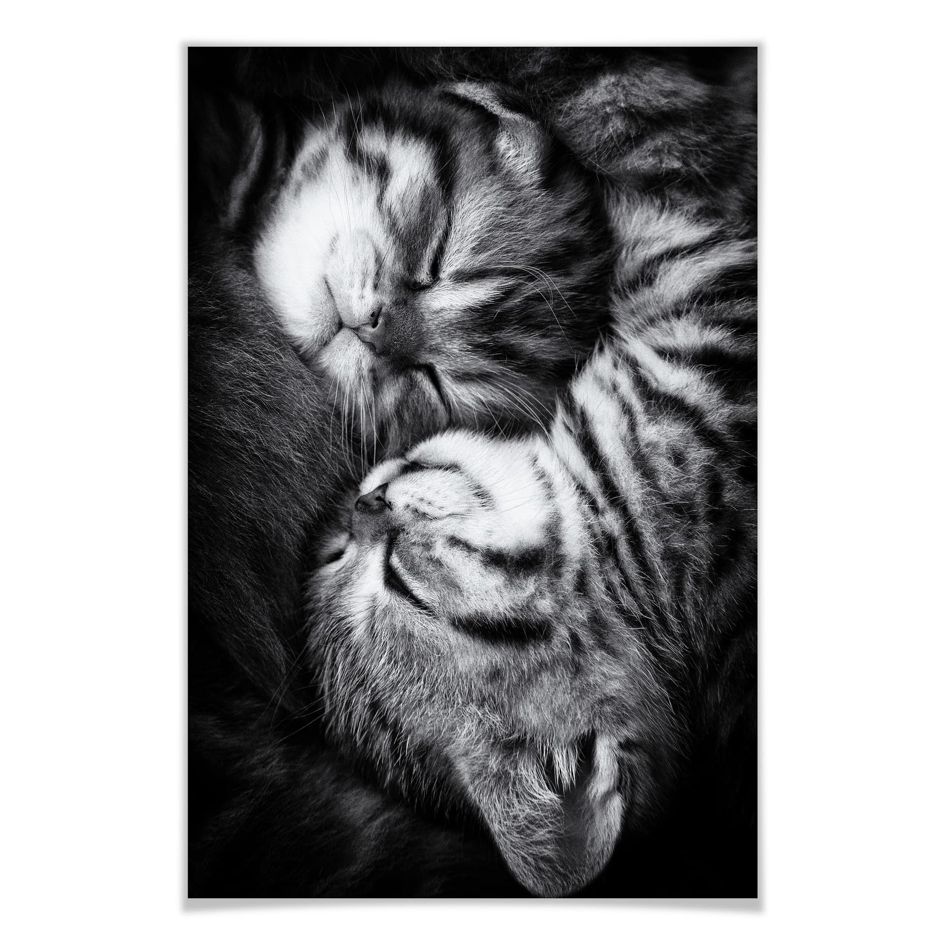 Poster - Jancova - Sweet Kitten