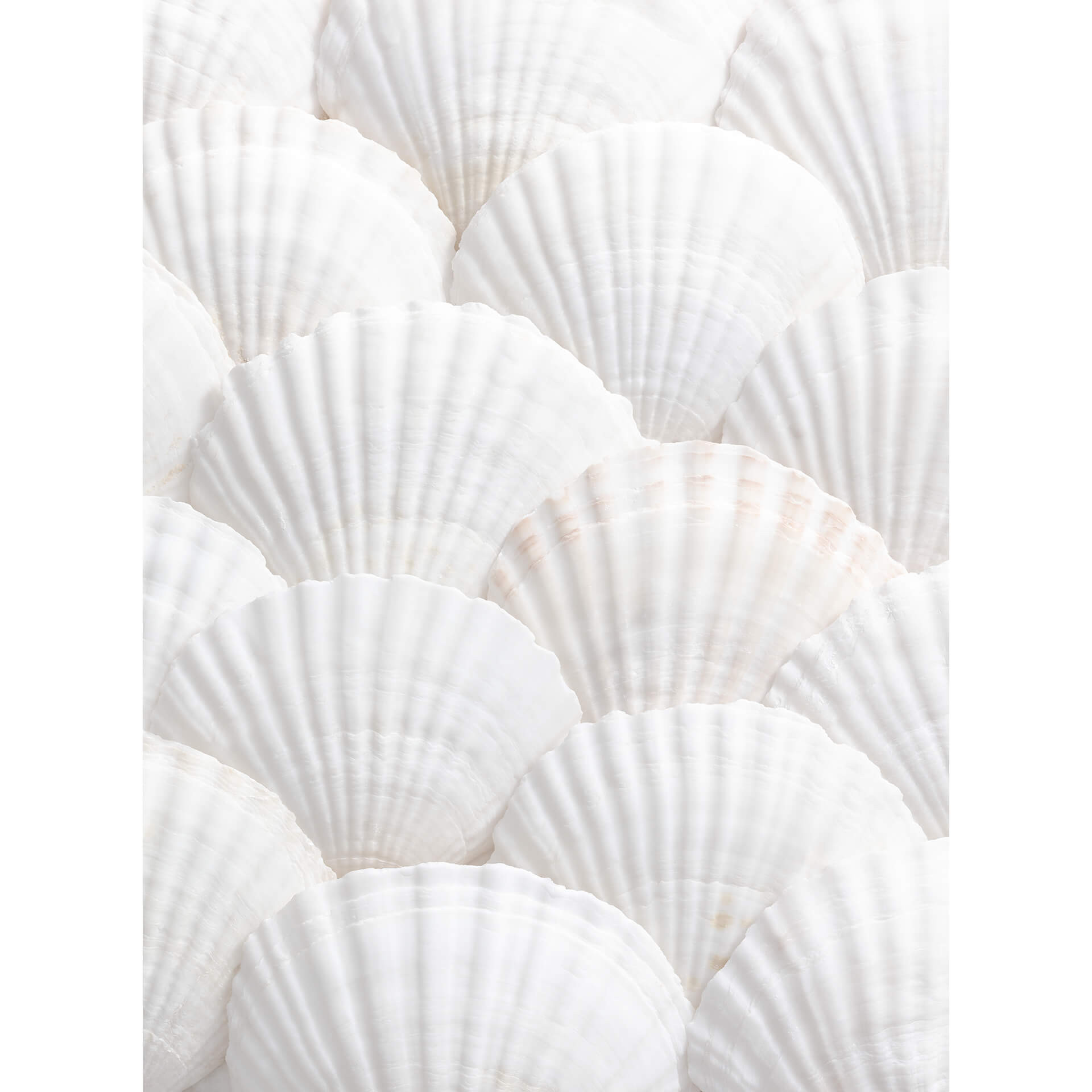 Papier peint photo 1X Studio - Coquillages