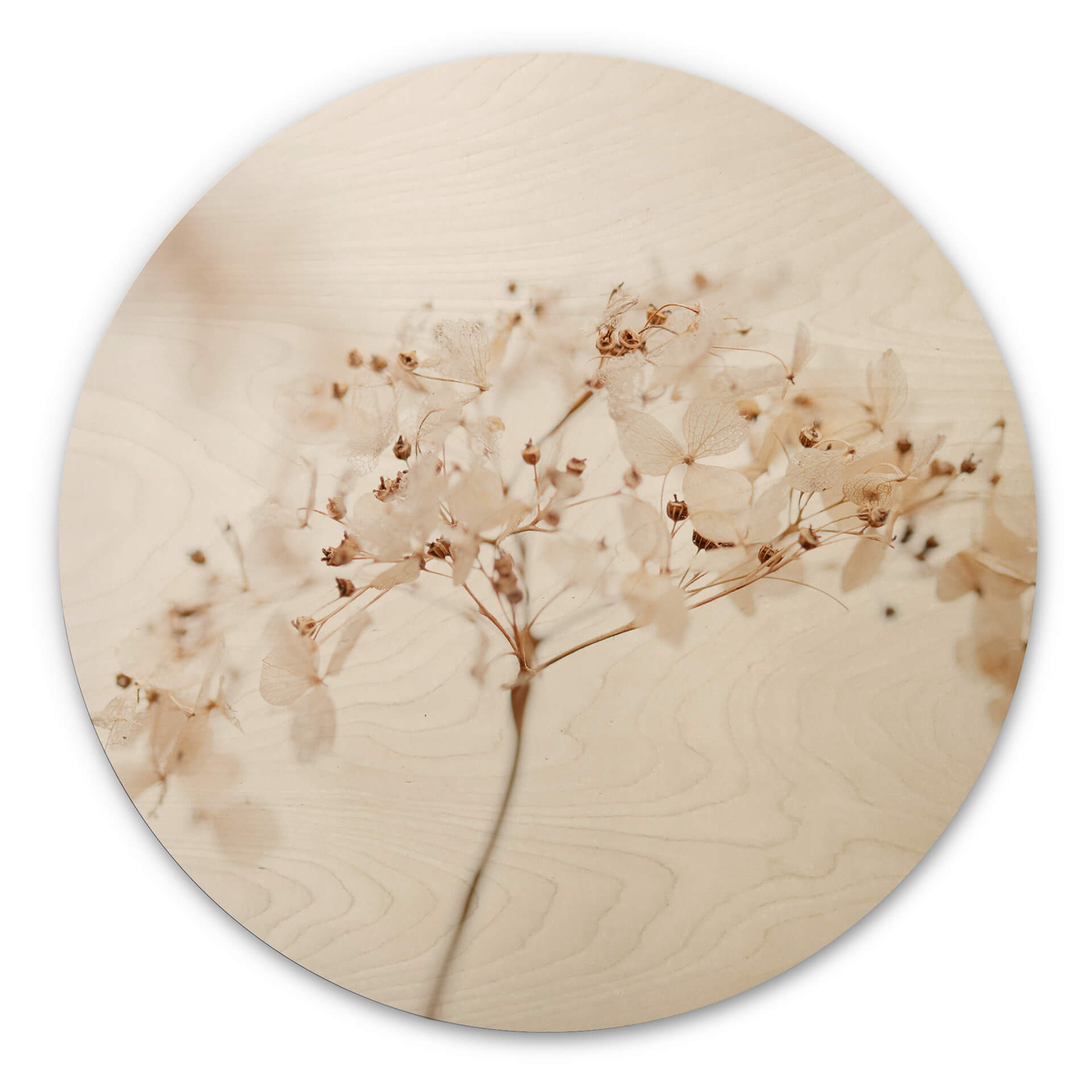 Stampa su legno 1X Studio - Ramo con fiori delicati - Rotondo