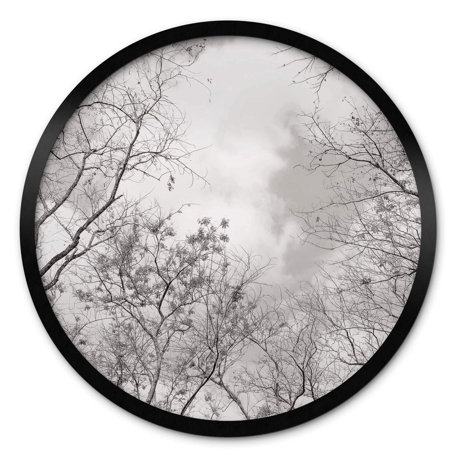 Poster La cime des arbres dans le ciel