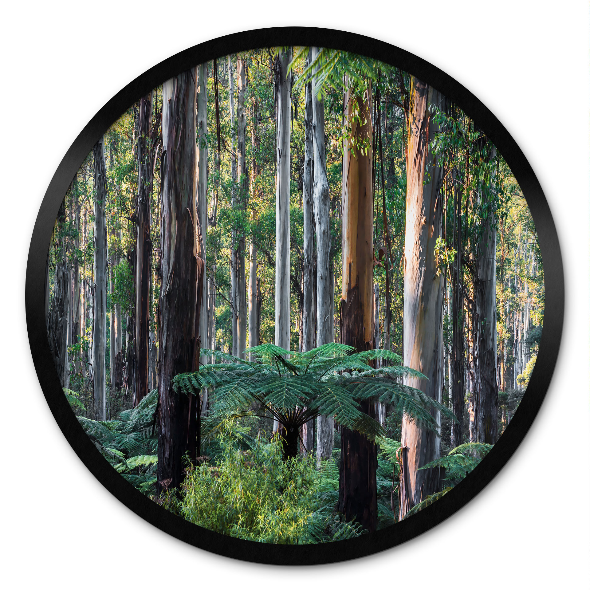 Poster Forêt d'eucalyptus dans les Yarra Ranges - Colombo - Rond