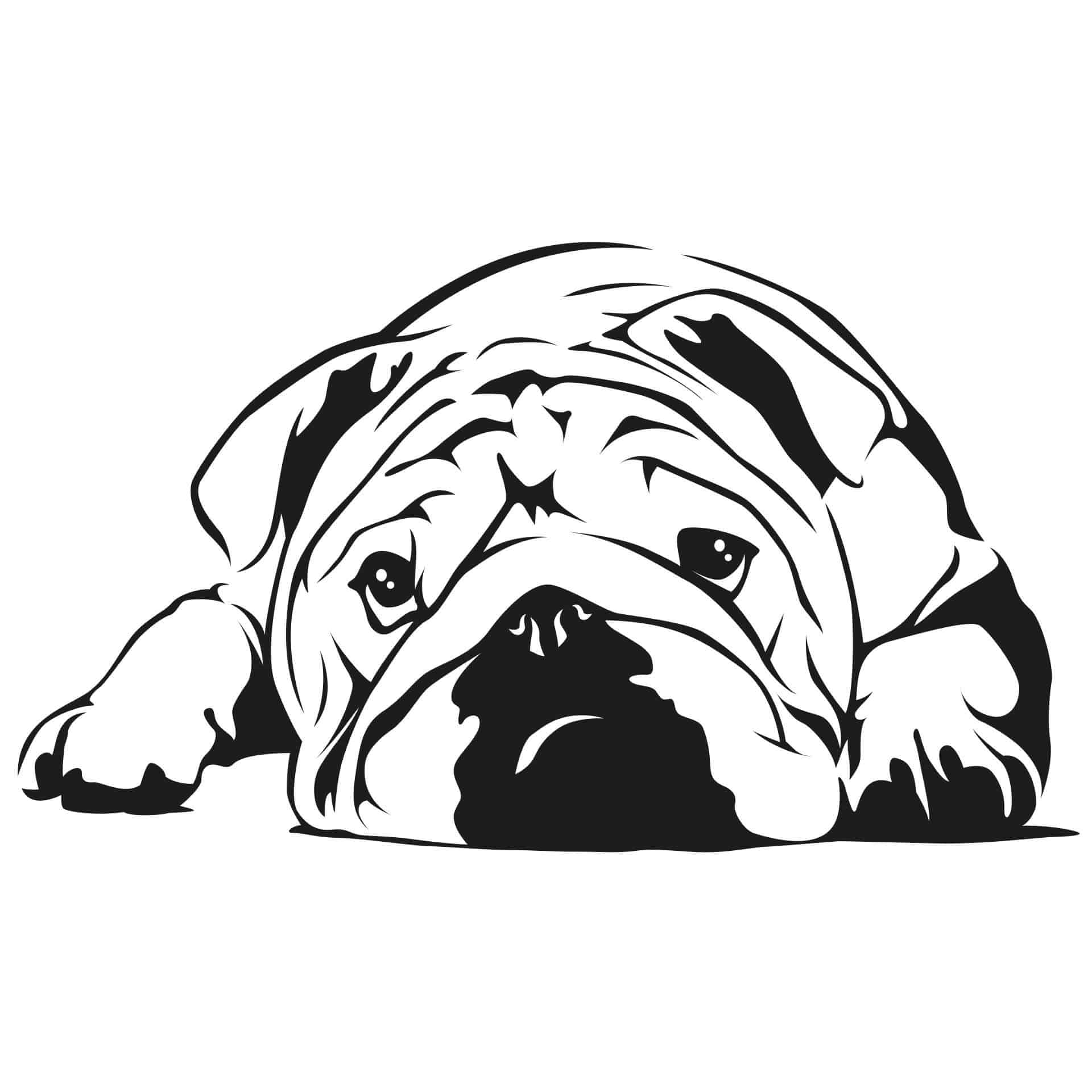 Wallsticker Engelsk Bulldog