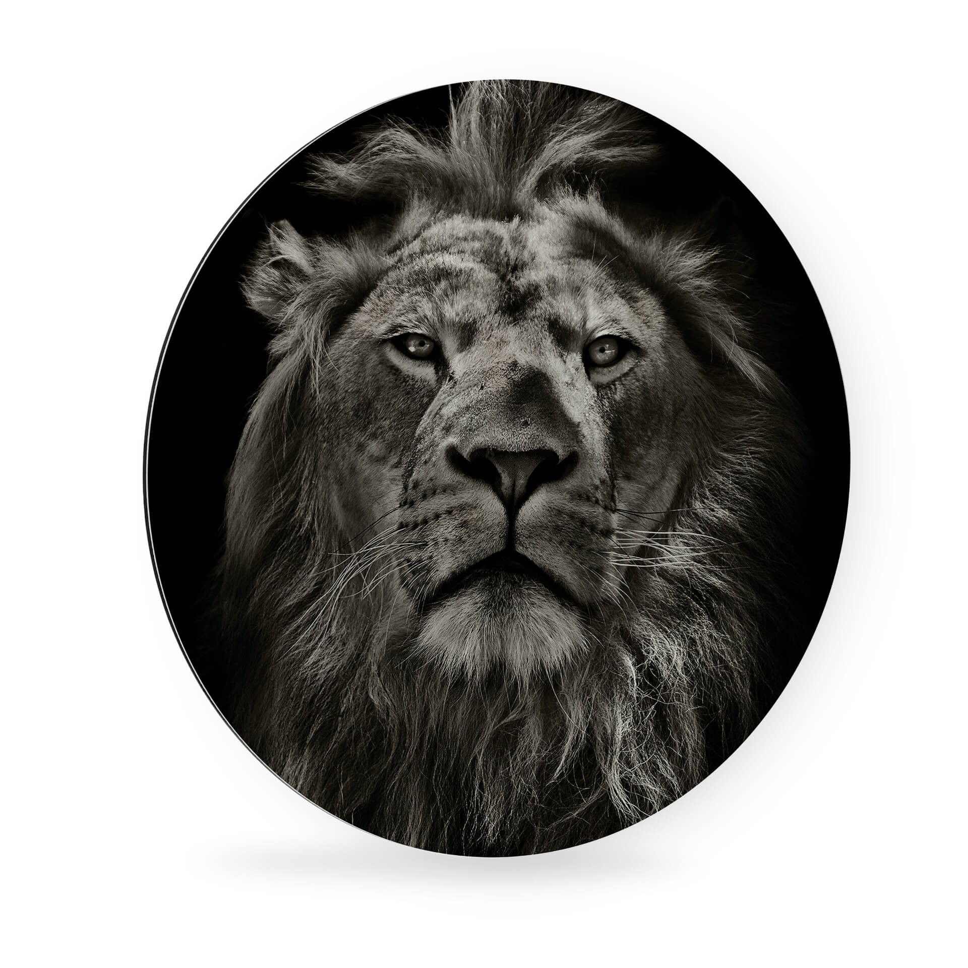 Tableau en Alu-Dibond Lion - Rond