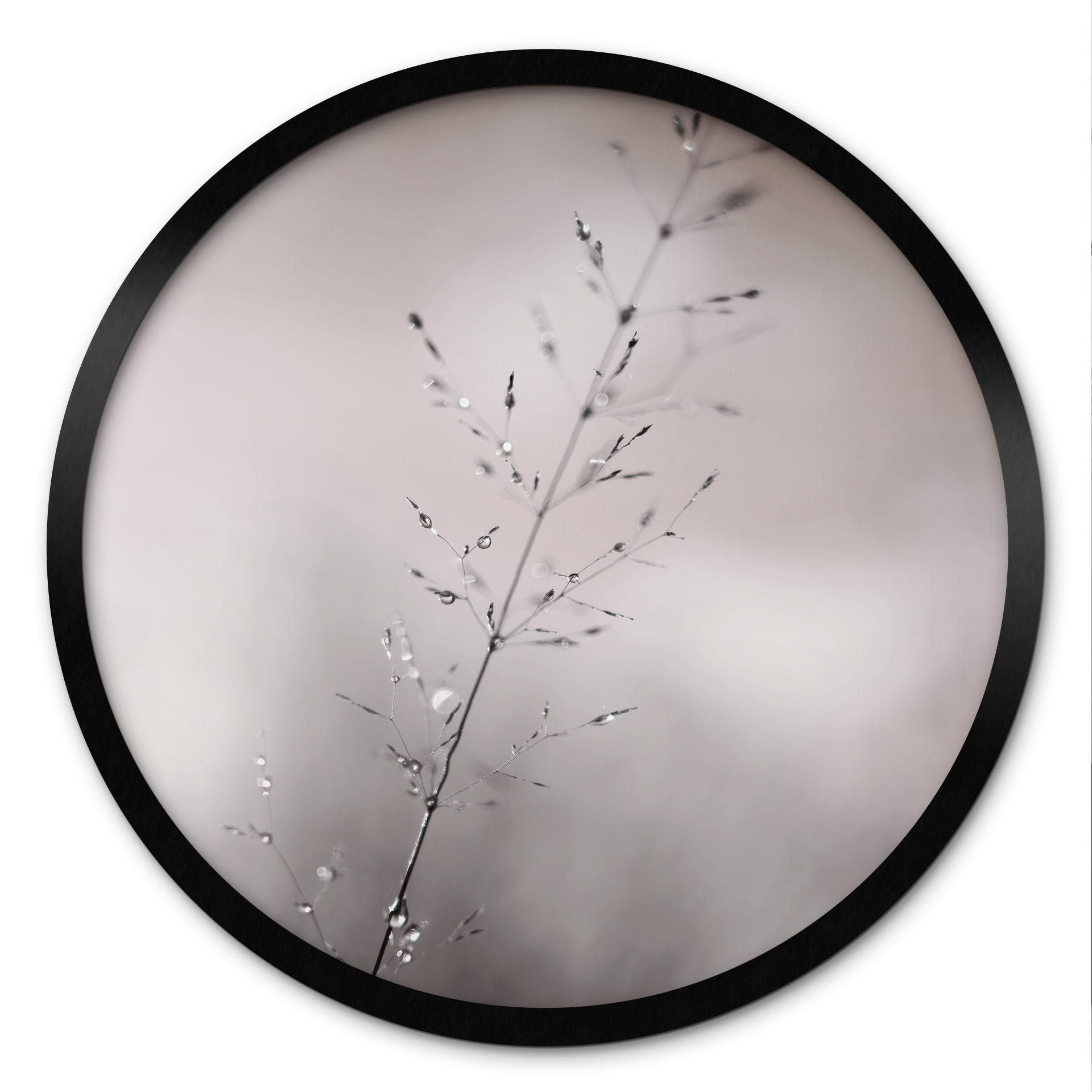 Poster brin d'herbe avec gouttes de rosée - Sillen - Rond