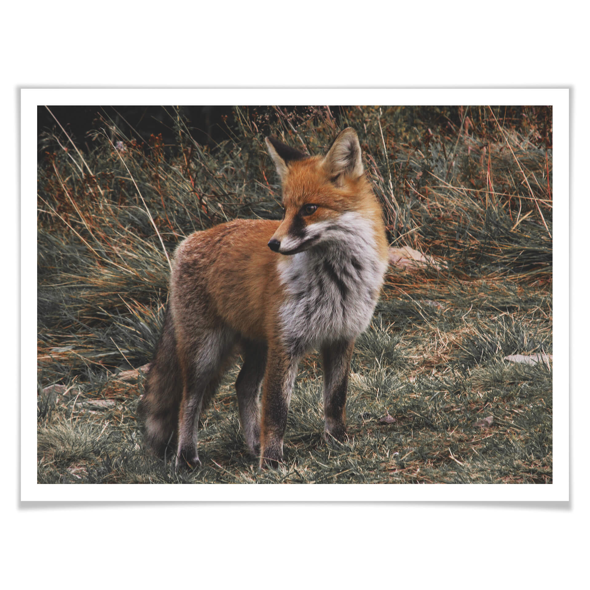 Plakat - Fox 02