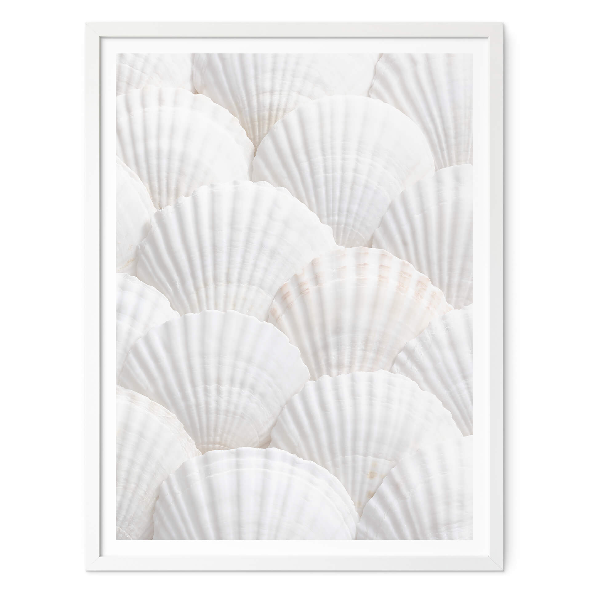 Poster 1X Studio - Coquillages