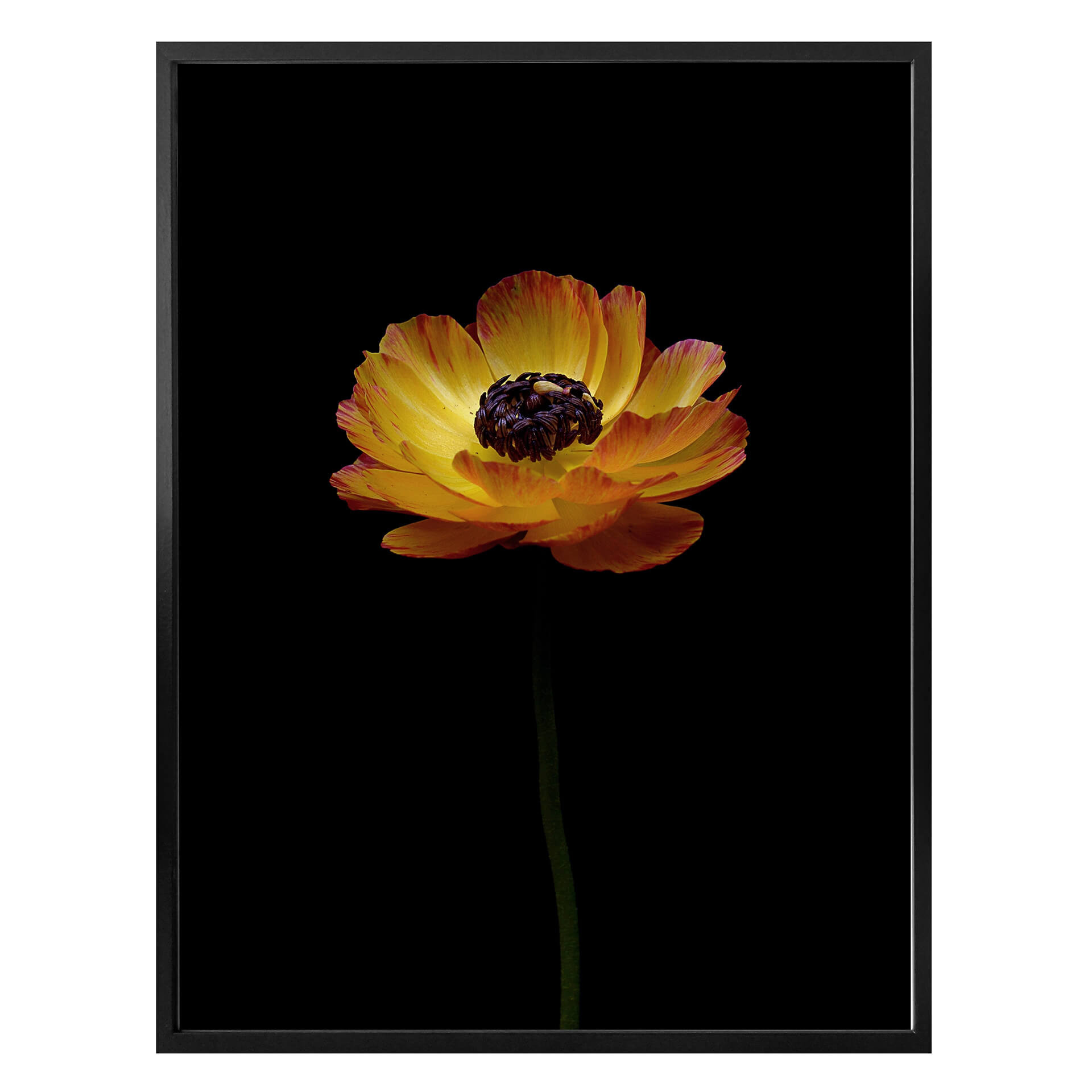 Plakat Żółty ranunculus