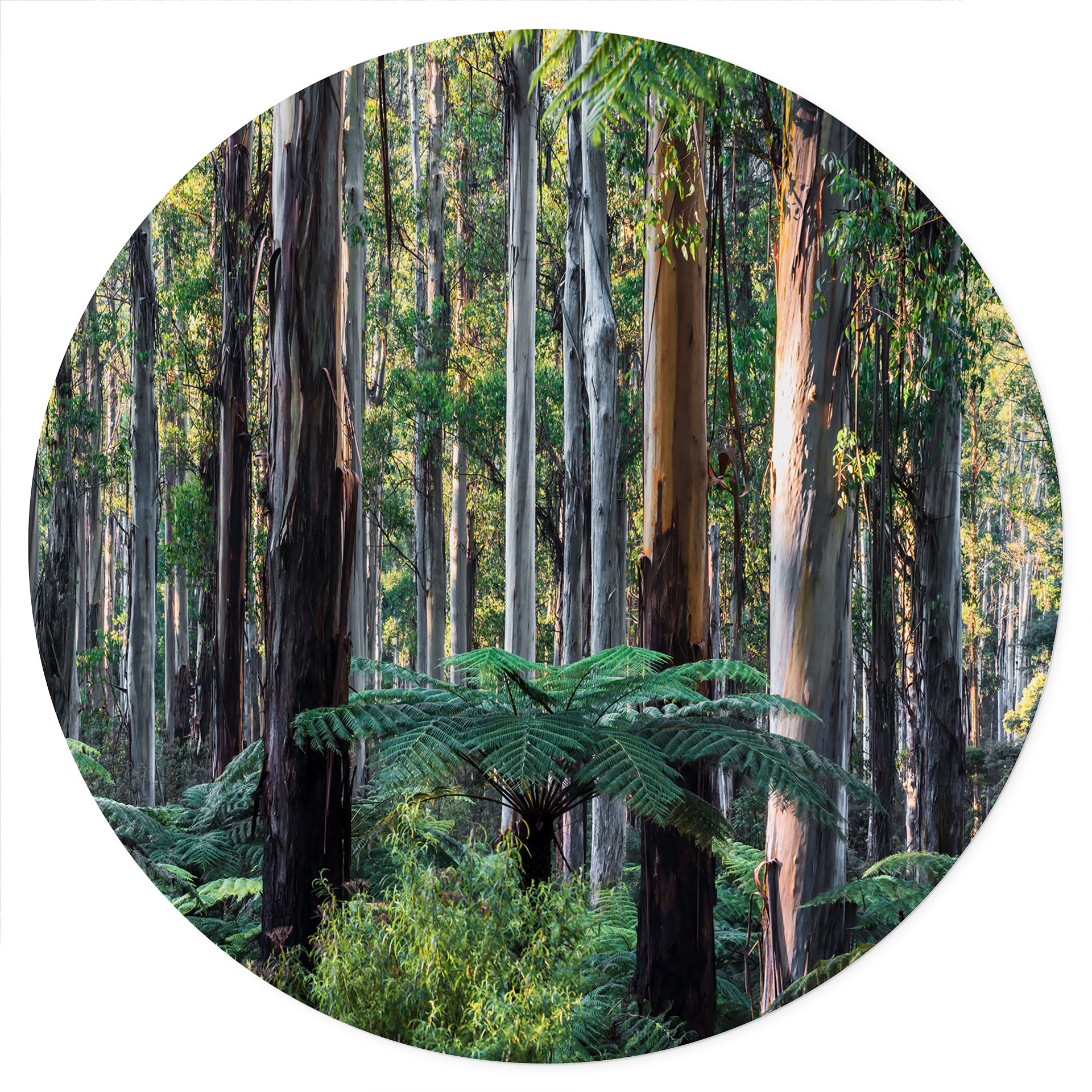 Naklejka na ścianę z lasem eukaliptusowym w Yarra Ranges - Colombo - Round