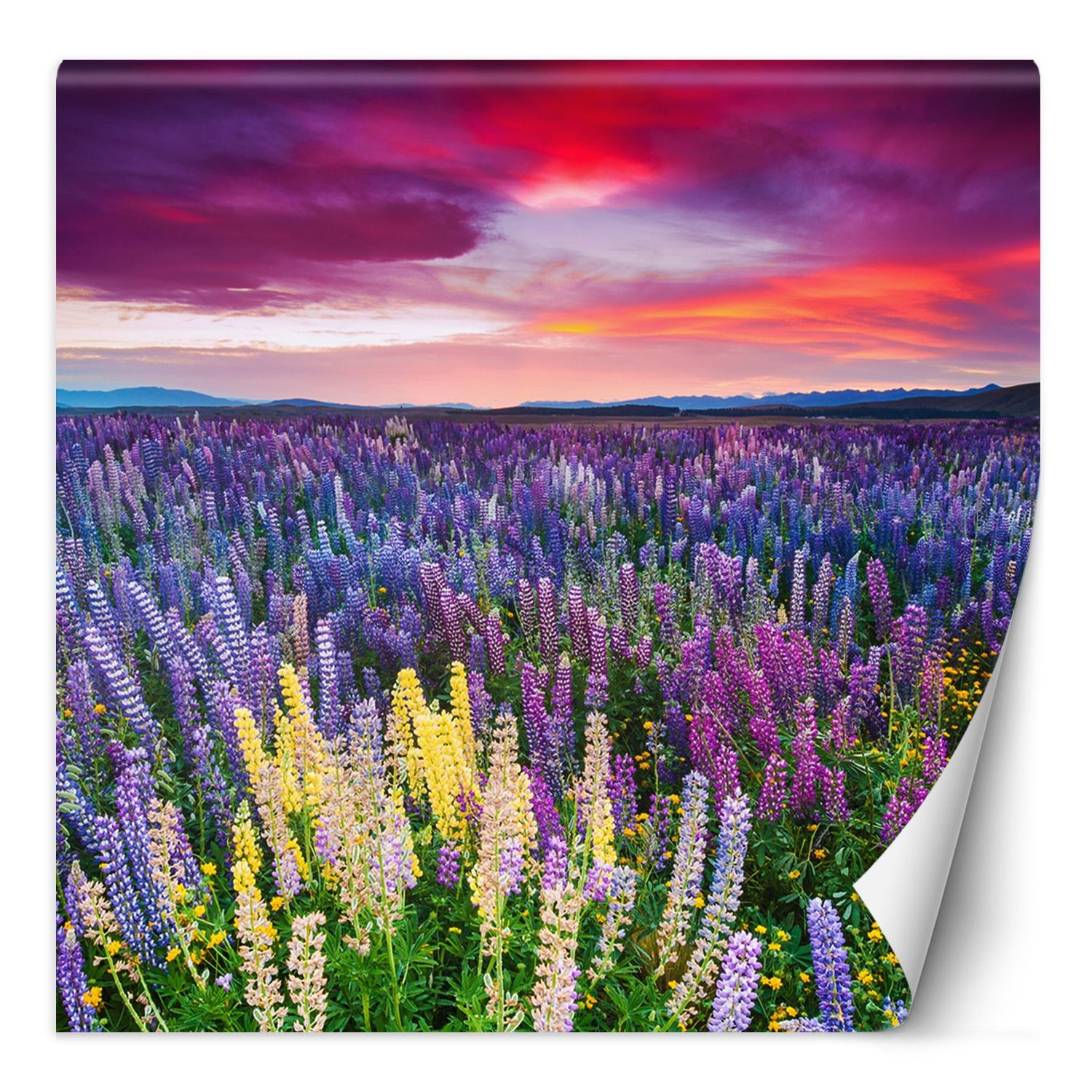 Fototapete, Lavendel Blumen auf einer Wiese