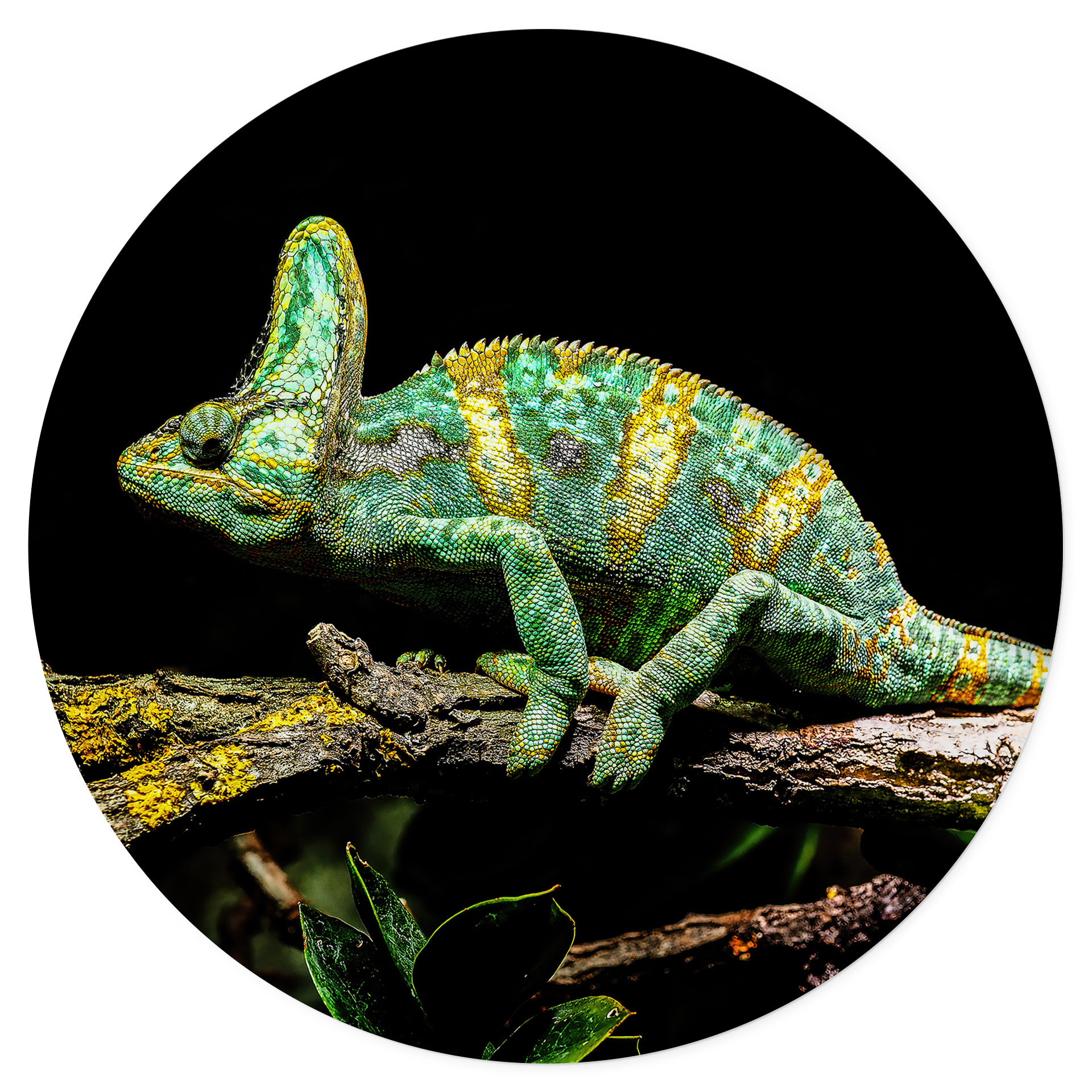 Naklejka na ścianę - Kameleon okrągły - brązowy