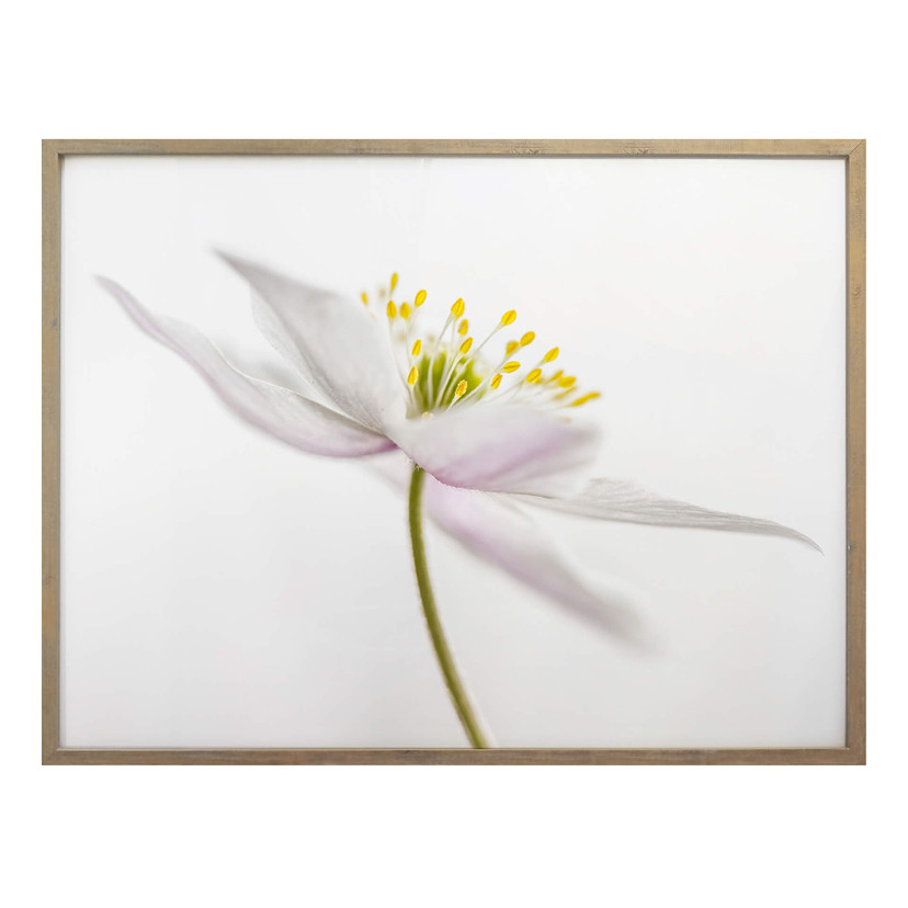Plakat Disher - Nemorosa