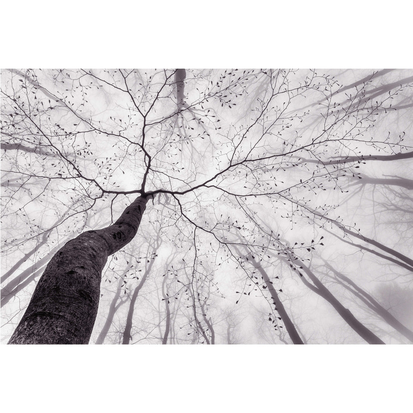 Fototapeta - Pavlasek - Widok na korony drzew