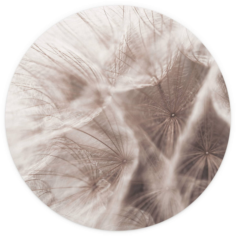 Fototapete Pusteblume Close Up - Rund - Selbstklebend/Vlies
