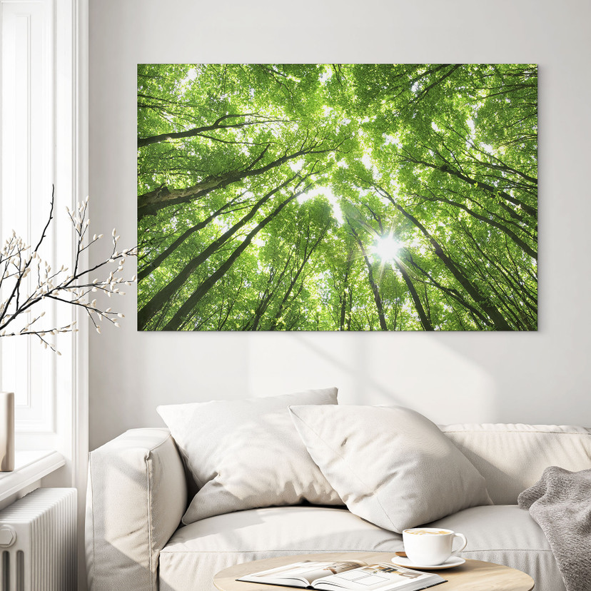 Wandbild Baumkronen im Wald - Alu-Dibond