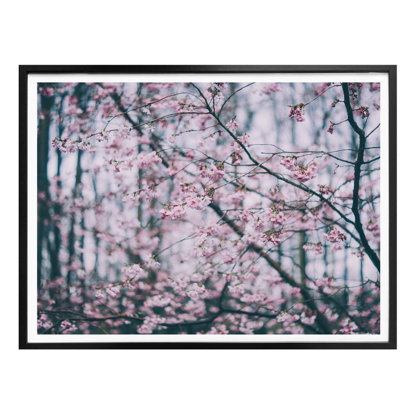 Plakat Pink Flower Dream 03