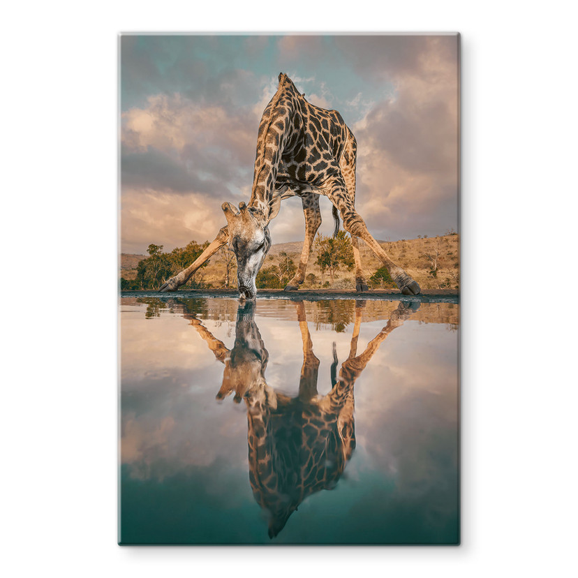 Glasbild Reflexion einer Giraffe in der Wildnis - Amtmann