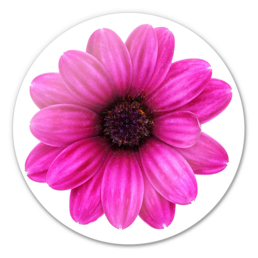 Glasbillede - Pink Gerbera - Rund