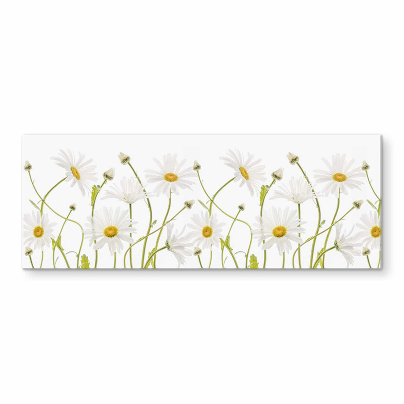 Stænkplade - Disher - Ox eye Daisies - Panorama