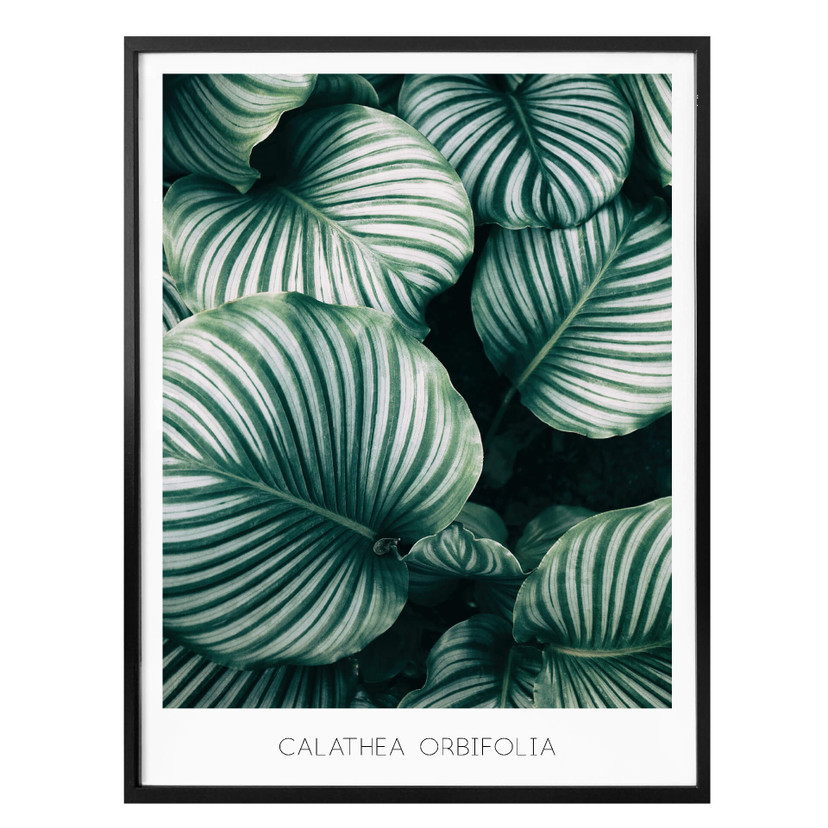 Plakat Calathea Orbifolia