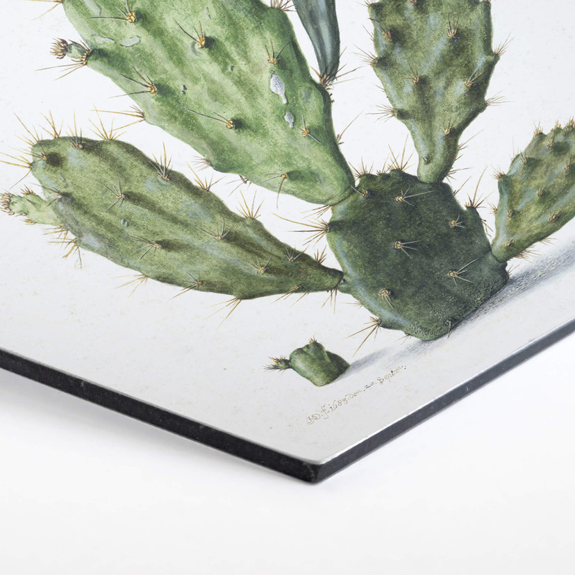 Hexagone - Alu-Dibond Saftleven - Cactus