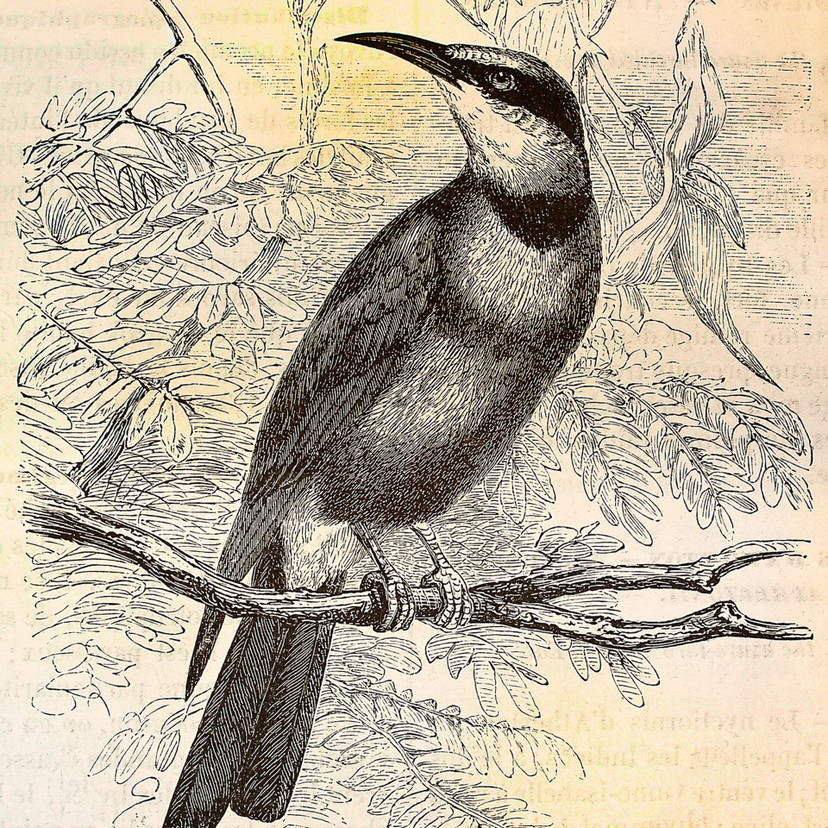 Fotomural Paredes de Patel pájaros vintage 2