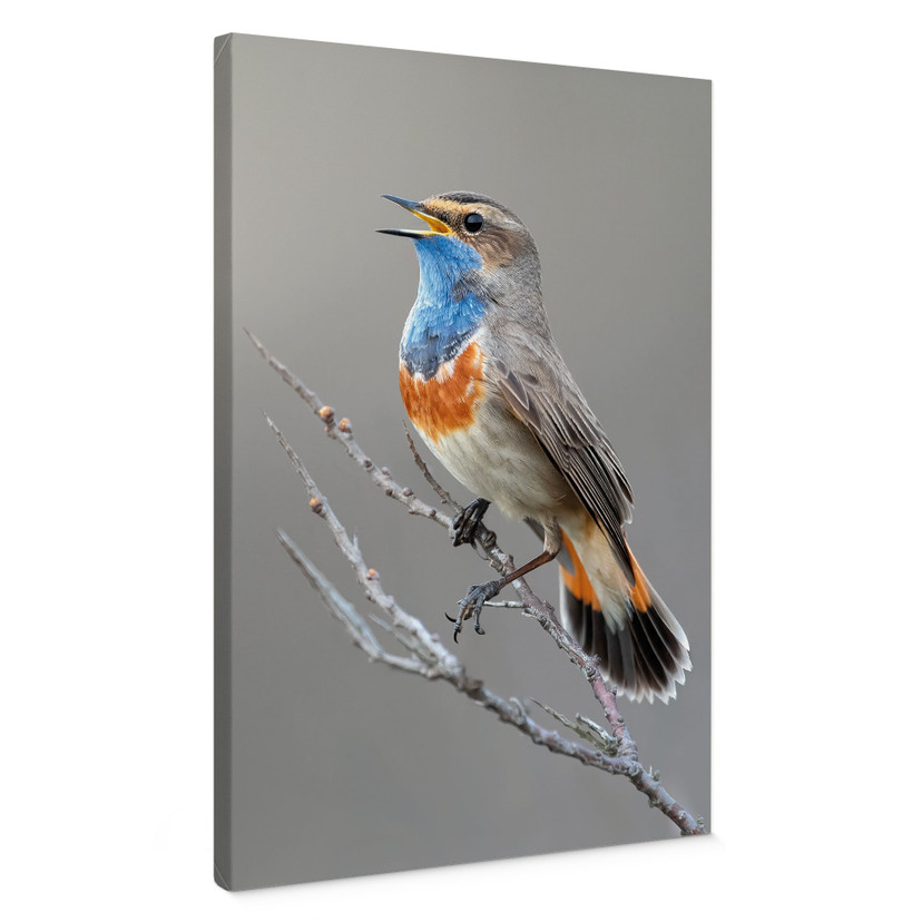 Canvas schilderij zingende blauwborst - van Duijn