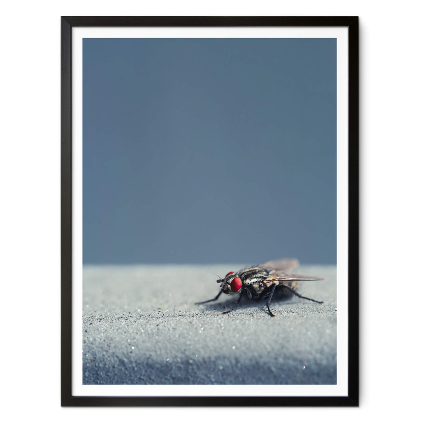 Plakat brązowy - Motyl domowy na niebieskim tle